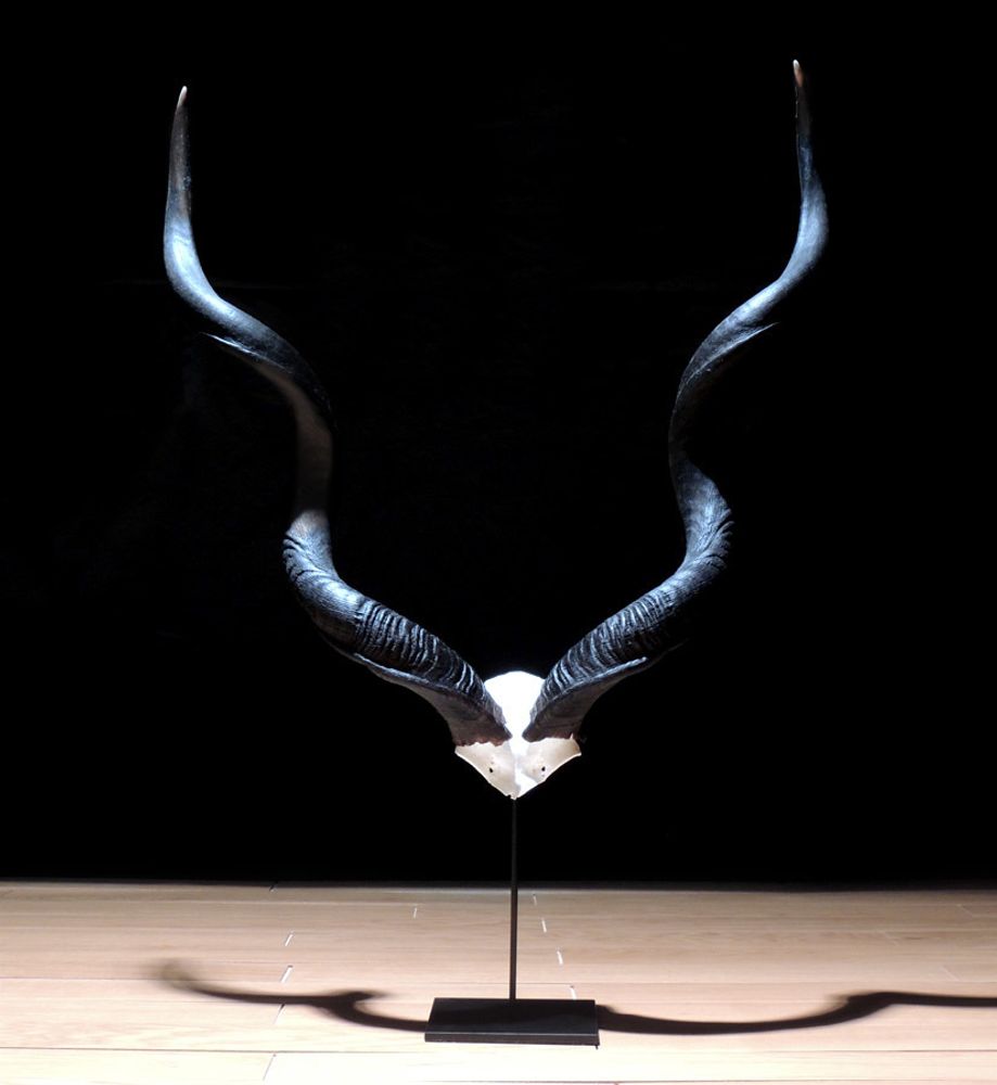 Decorative objects - Kudu skull top - AFRICAN GALLERY