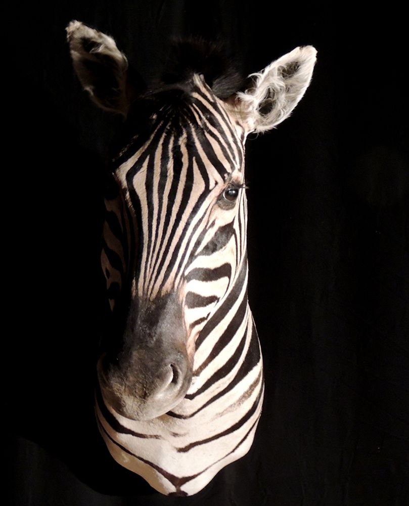 Decorative objects - Zebra bust - AFRICAN GALLERY