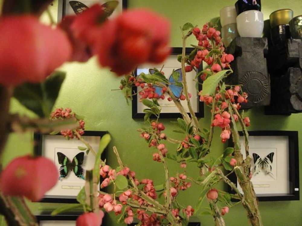 Autres décorations murales - Papillons dans un cadre exclusif en bois noir - DMW.NU: TAXIDERMY & INTERIOR