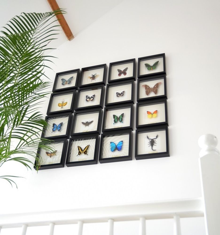 Autres décorations murales - Papillons dans un cadre exclusif en bois noir - DMW.NU: TAXIDERMY & INTERIOR