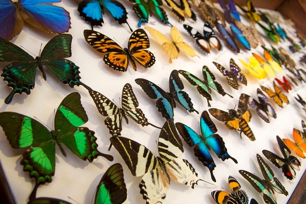 Autres décorations murales - Papillons dans un cadre exclusif en bois noir - DMW.NU: TAXIDERMY & INTERIOR
