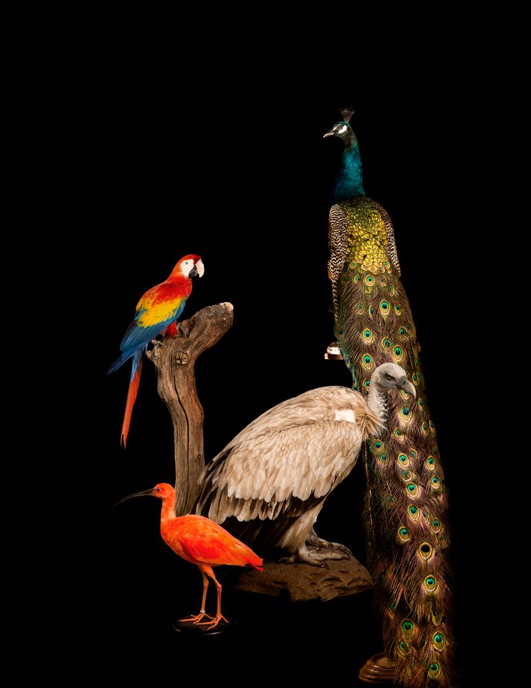 Unique pieces - Interior design with taxidermy - DMW.NU: TAXIDERMY & INTERIOR