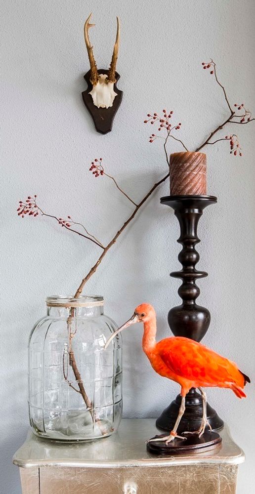 Unique pieces - Interior design with taxidermy - DMW.NU: TAXIDERMY & INTERIOR