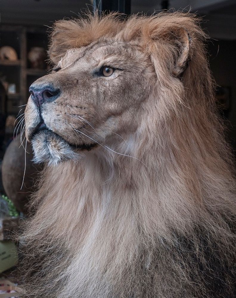 Decorative objects - Lion & Tiger taxidermy - Decorative and unique object - DMW.NU: TAXIDERMY & INTERIOR