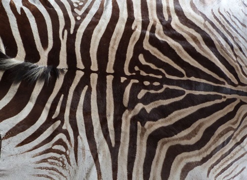 Autres tapis - beaux tapis - DMW.NU: TAXIDERMY & INTERIOR