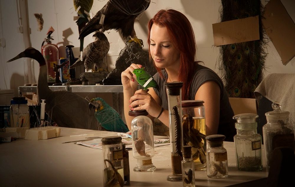 Pièces uniques - Artiste Taxidermie & Wildlife - DMW.NU: TAXIDERMY & INTERIOR