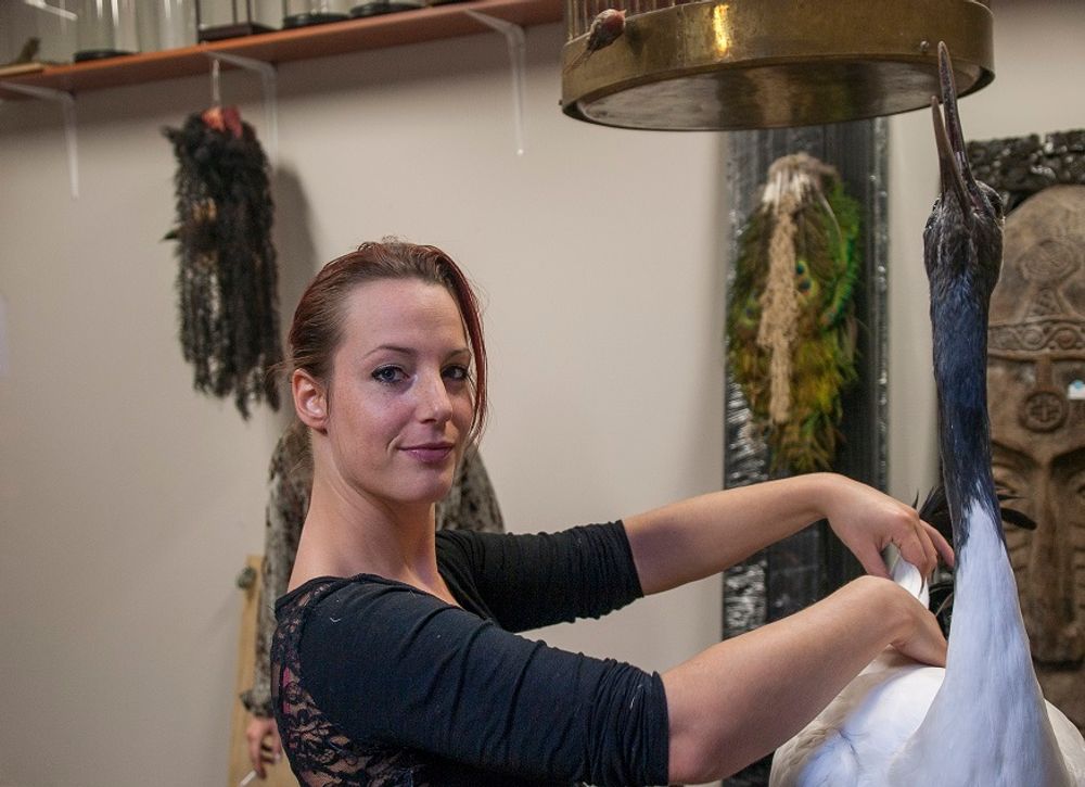 Pièces uniques - Artiste Taxidermie & Wildlife - DMW.NU: TAXIDERMY & INTERIOR