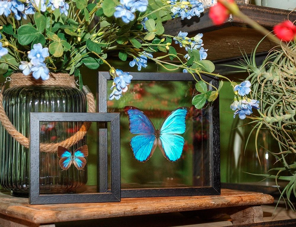 Other wall decoration - Beautiful butterfly Wall decoration - DMW.NU: TAXIDERMY & INTERIOR