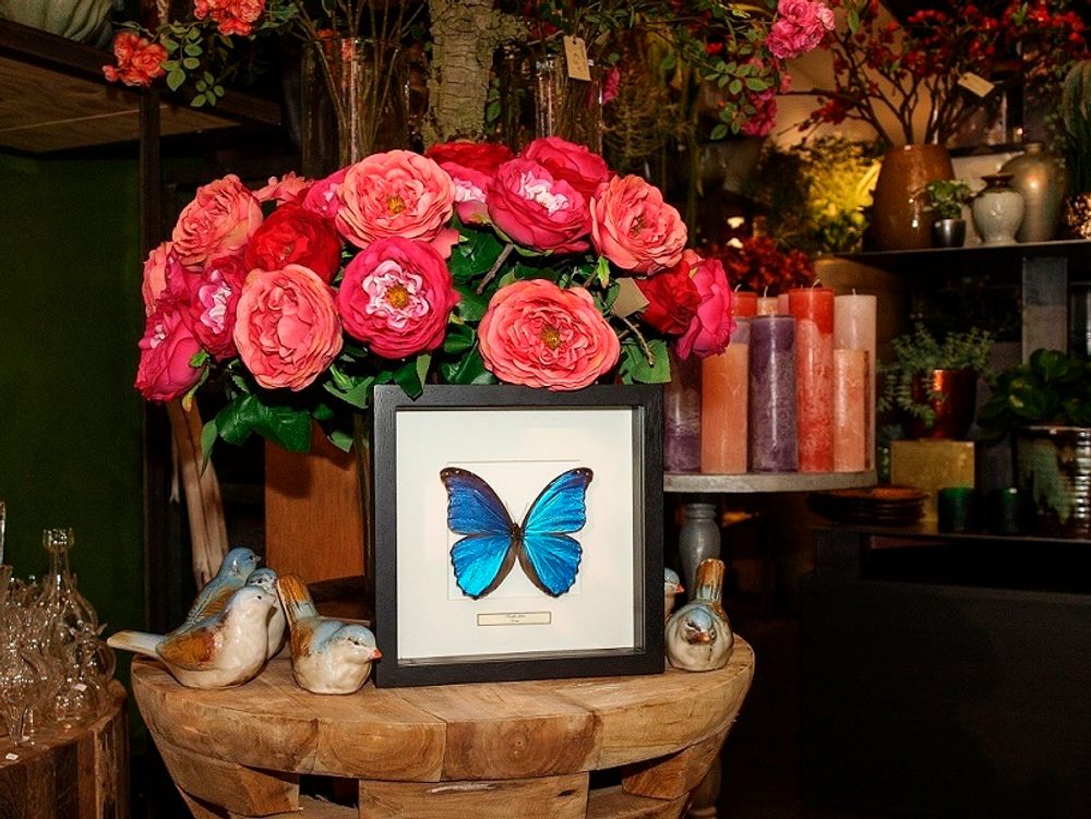 Other wall decoration - Beautiful butterfly Wall decoration - DMW.NU: TAXIDERMY & INTERIOR