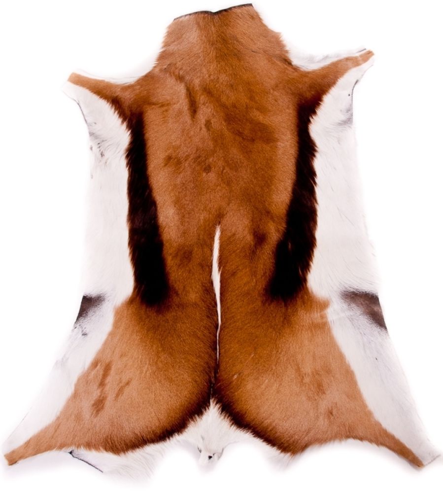 Design carpets - Springbok - HANLIN LTD