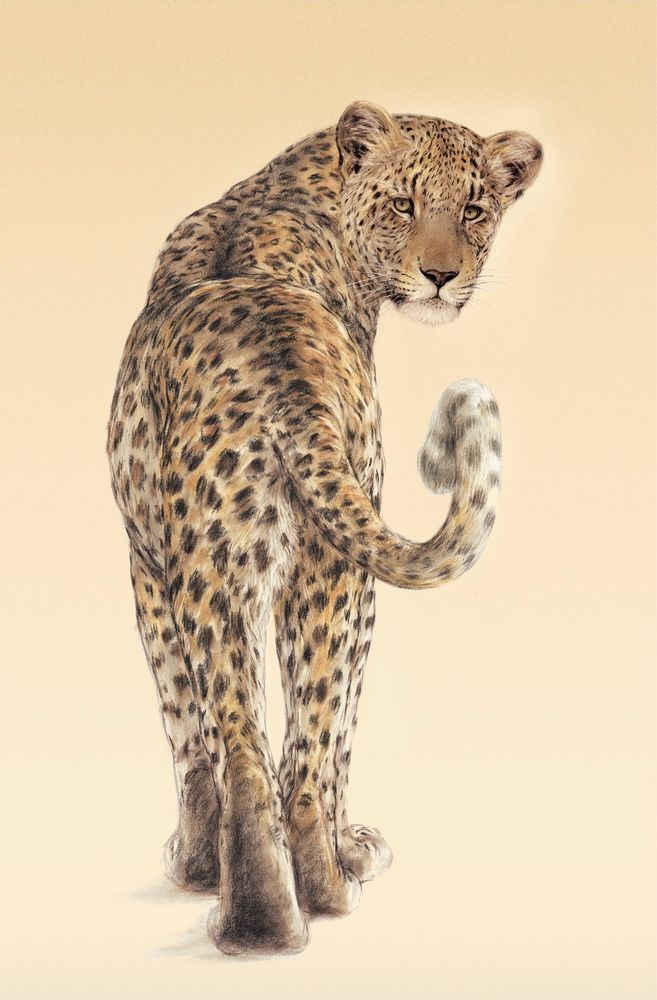 Paintings - GRAPHIC WORKS - DENOU-STOJANOVIC