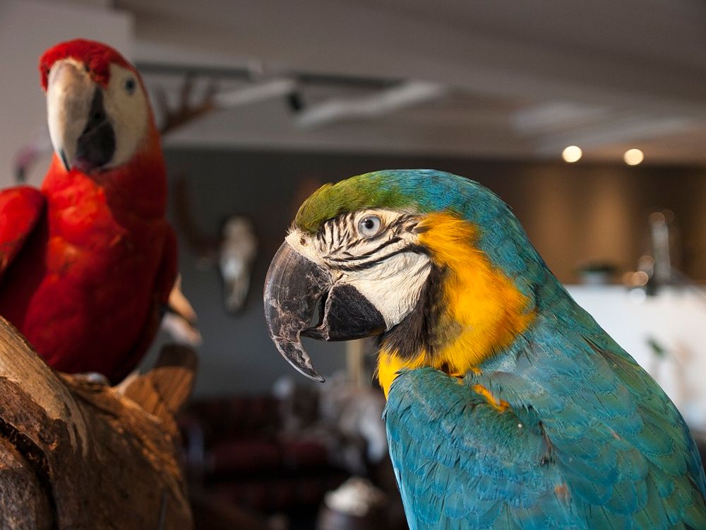 Unique pieces - Interior design with taxidermy - DMW.NU: TAXIDERMY & INTERIOR