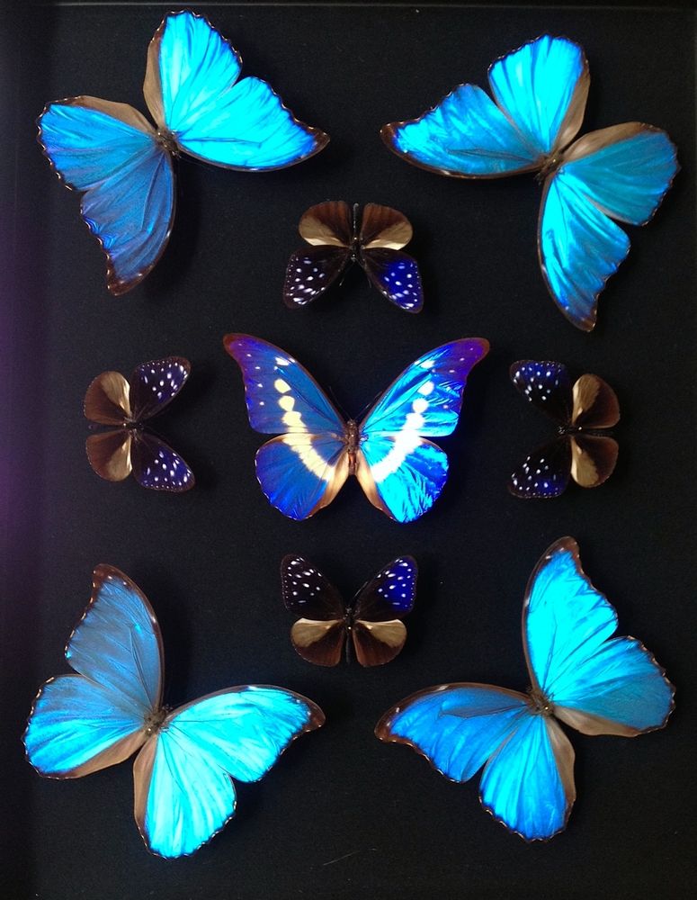 Objets de décoration - Sculpture Papillons - DESIGN & NATURE