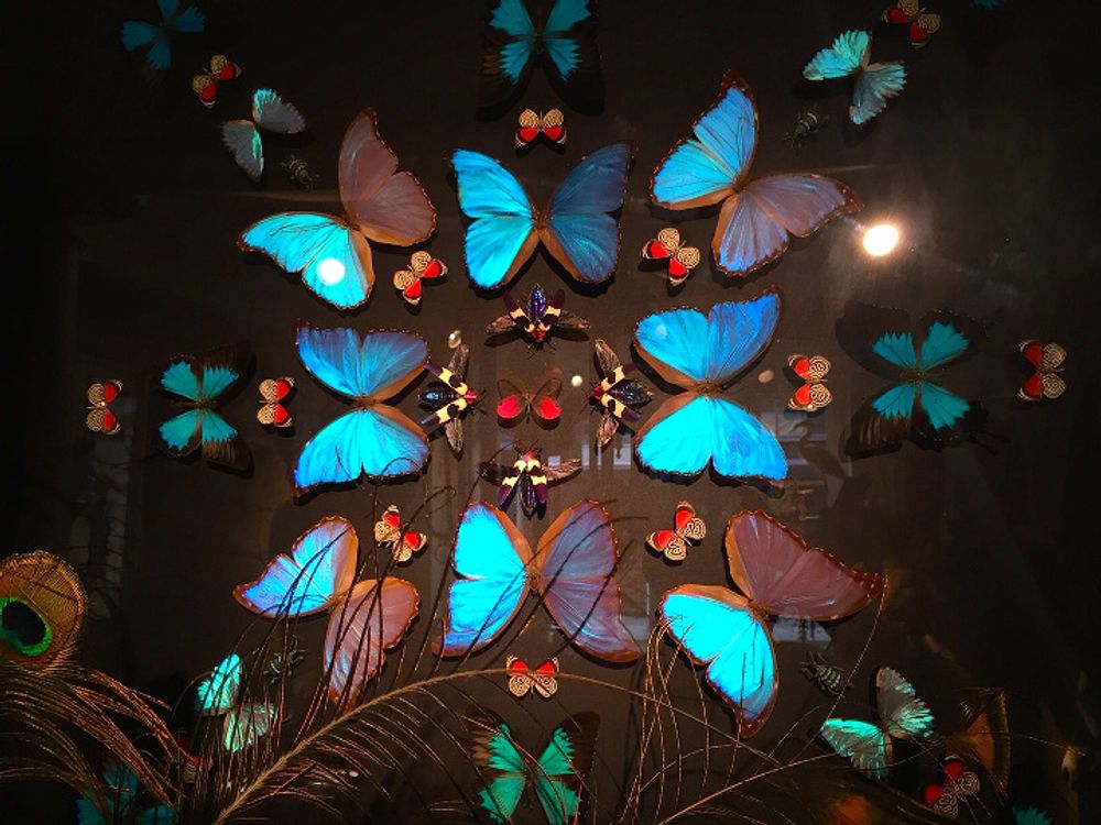 Objets de décoration - Sculpture Papillons - DESIGN & NATURE