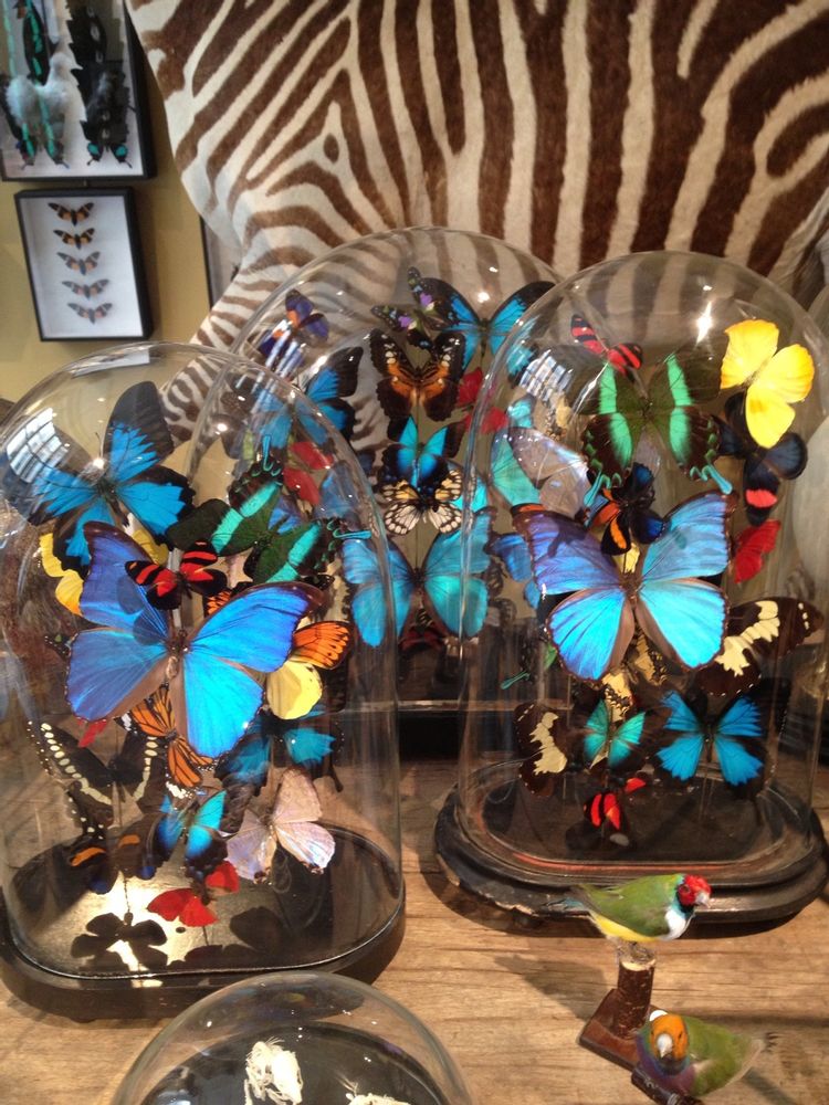 Objets de décoration - Sculpture Papillons - DESIGN & NATURE