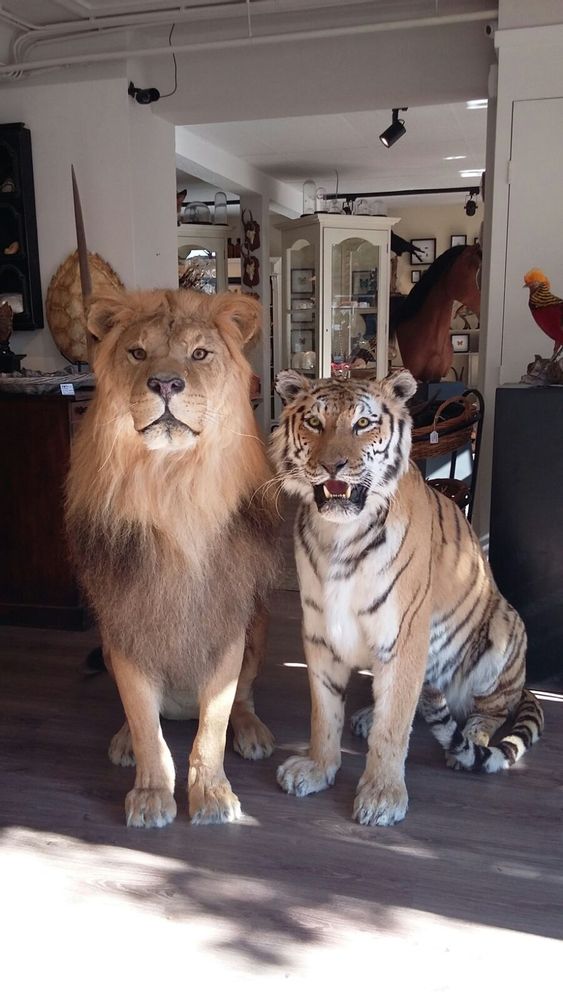 Decorative objects - Lion & Tiger taxidermy - Decorative and unique object - DMW.NU: TAXIDERMY & INTERIOR