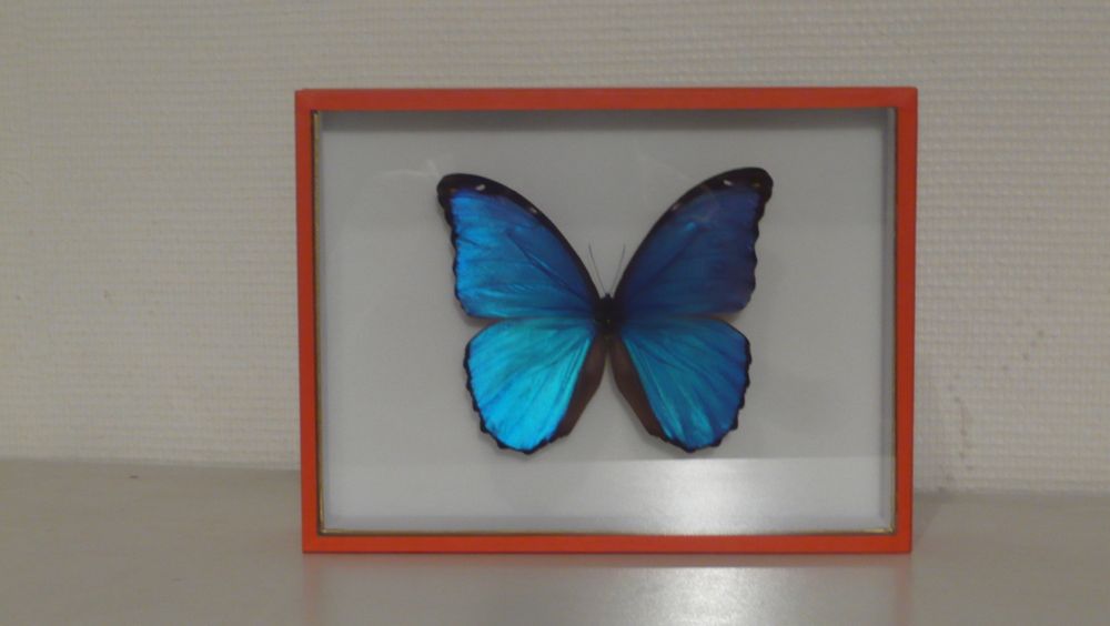 Decorative objects - glazed enclosures - LA CHARNIÈRE ROUGE