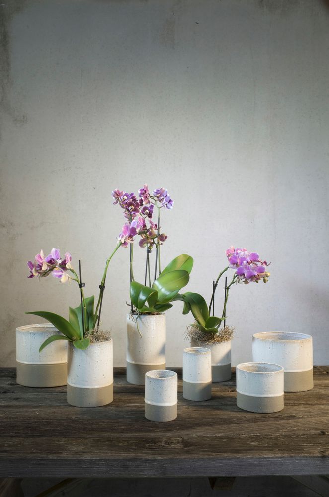 Décorations florales - Céline de Lys - PUYLAERT HOME BASICS - BELGOFLOR