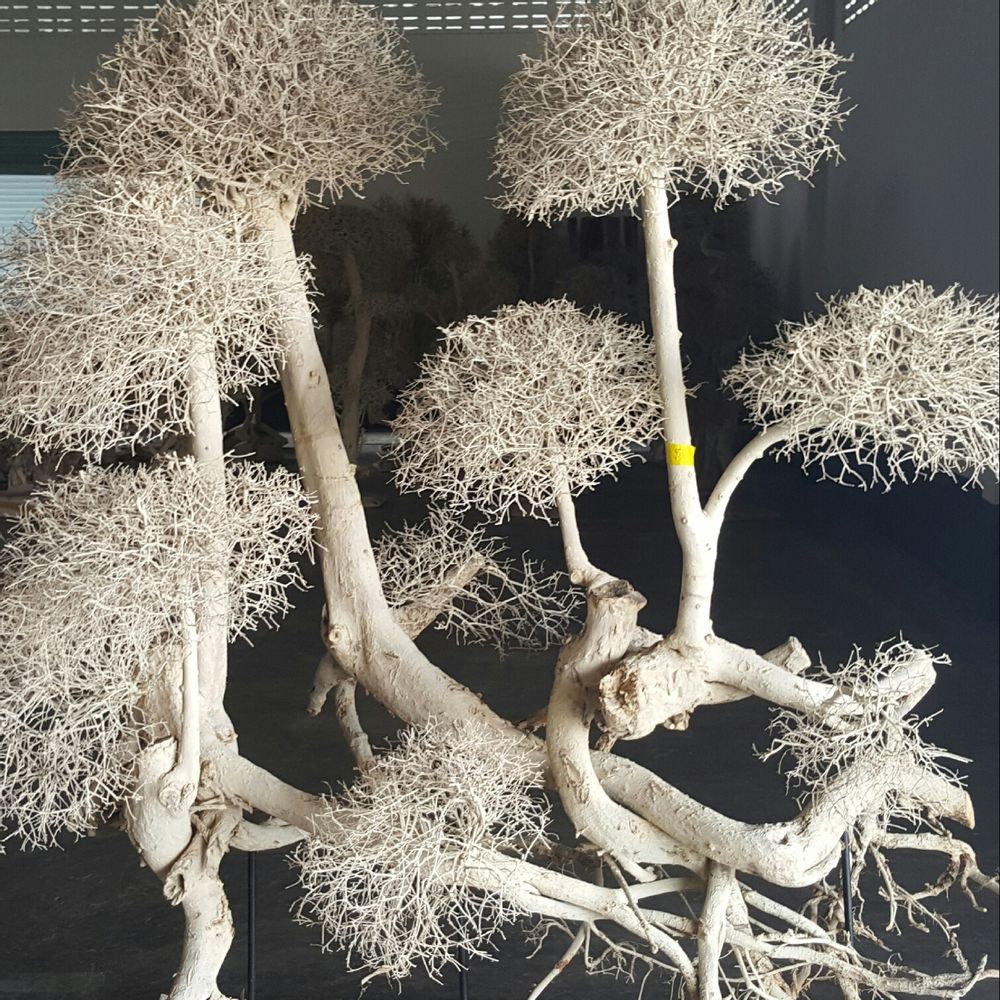 Pièces uniques - Arbre Séché - DÉCORAMA