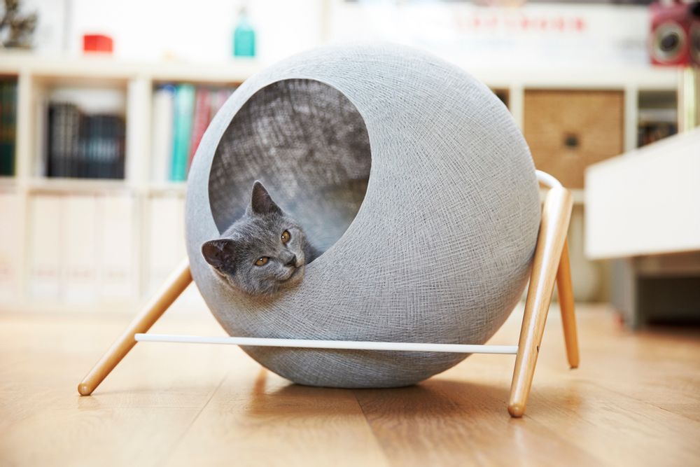 Pet accessories - The ball - MEYOU PARIS