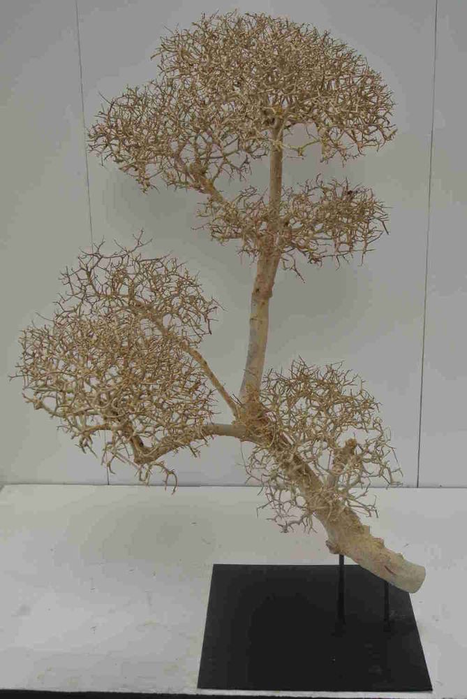 Pièces uniques - Arbre Séché - DÉCORAMA
