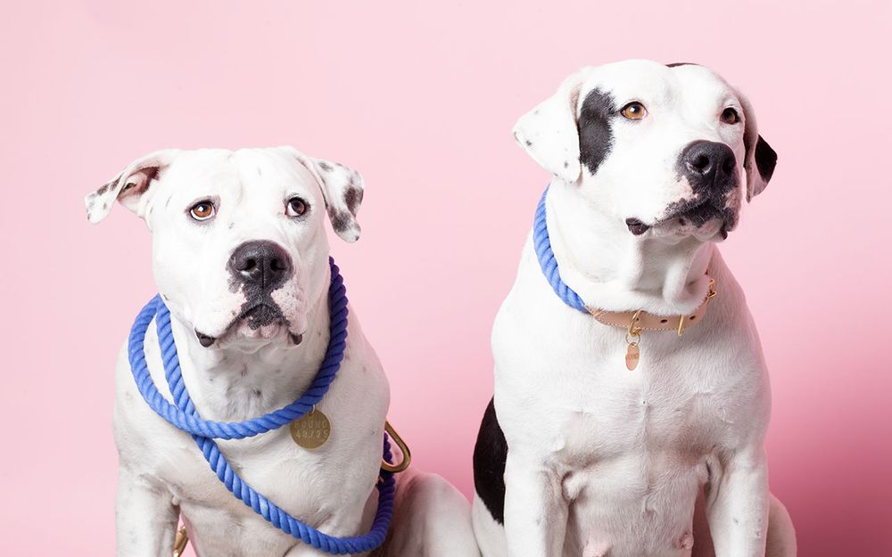 Outdoor decorative accessories - Pet Accessories  - FOUND MY ANIMAL