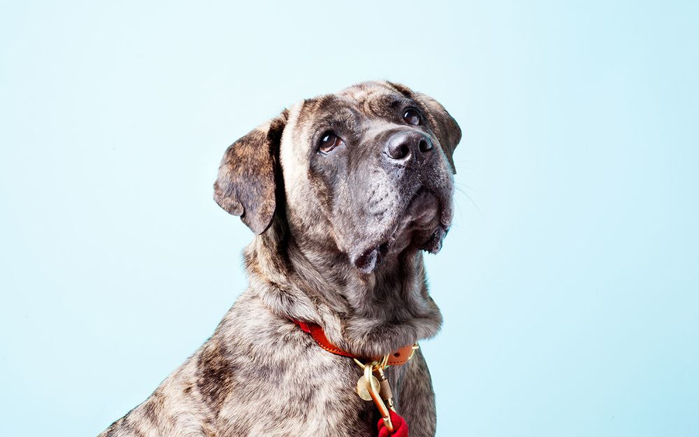 Outdoor decorative accessories - Pet Accessories  - FOUND MY ANIMAL