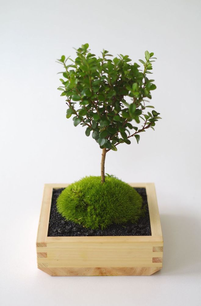 Objets de décoration - Masumoss plante - AQUAPHYTE