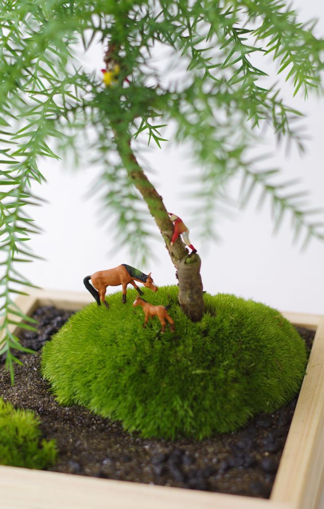 Objets de décoration - Masumoss plante - AQUAPHYTE