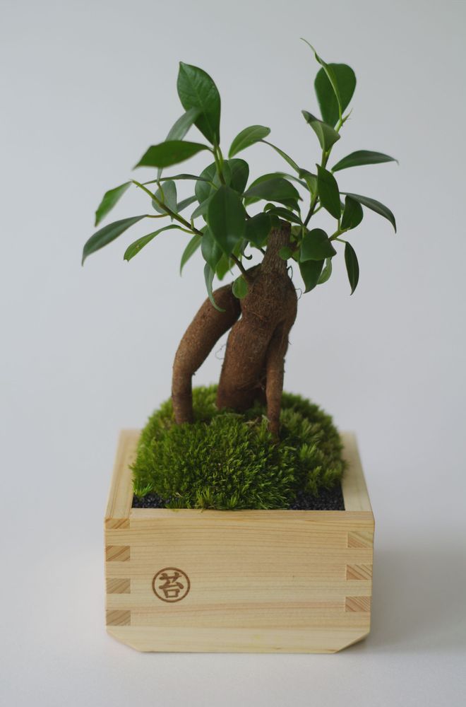 Objets de décoration - Masumoss plante - AQUAPHYTE