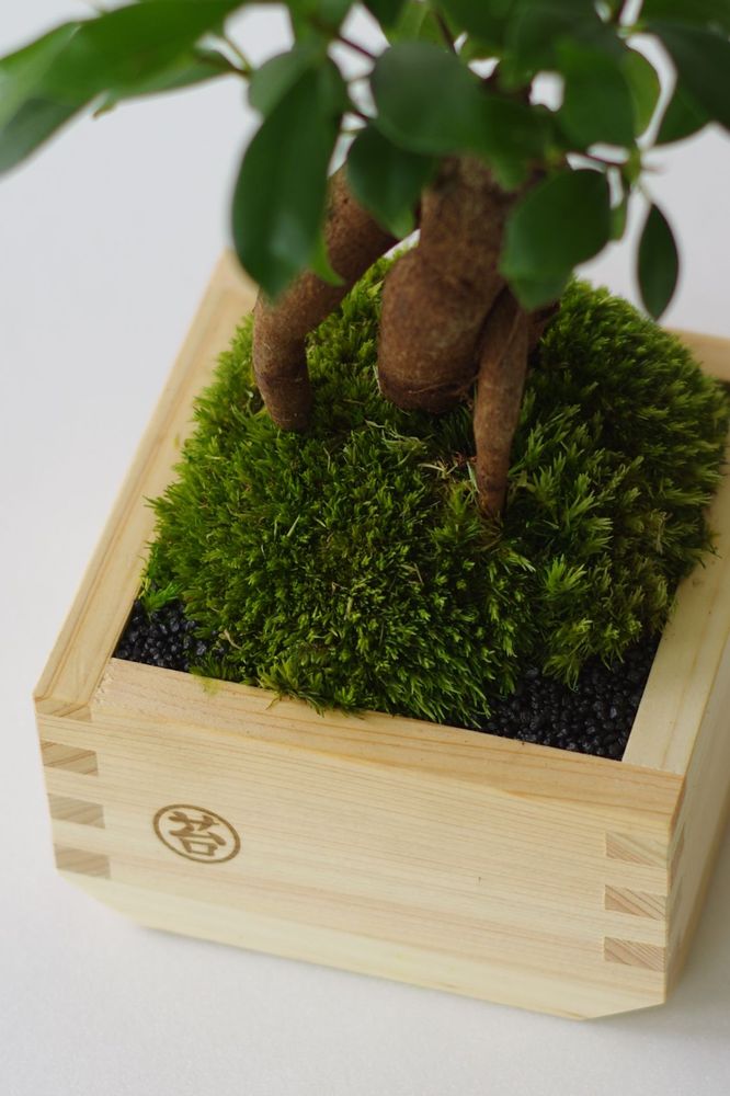Objets de décoration - Masumoss plante - AQUAPHYTE