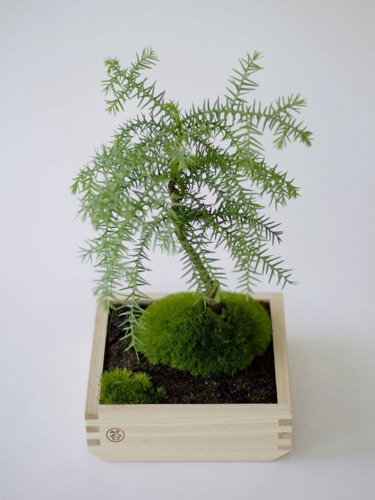Objets de décoration - Masumoss plante - AQUAPHYTE