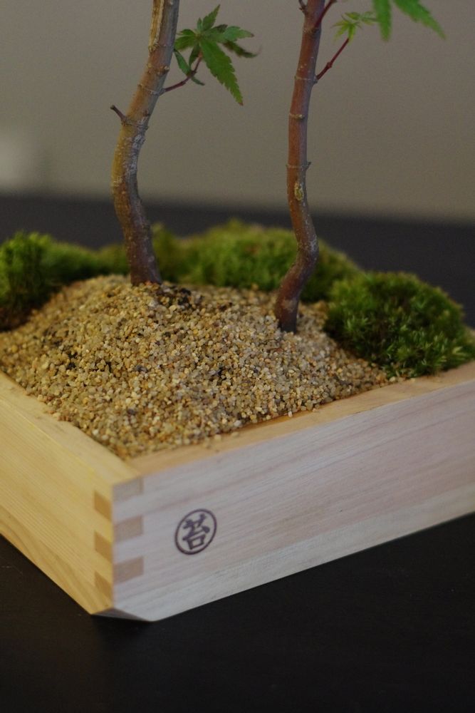 Objets de décoration - Masumoss plante - AQUAPHYTE