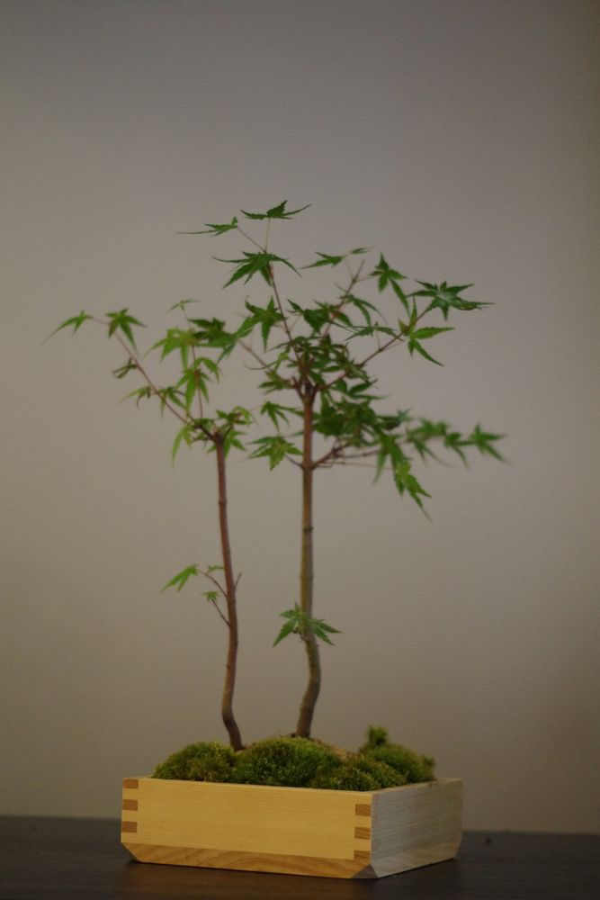 Objets de décoration - Masumoss plante - AQUAPHYTE