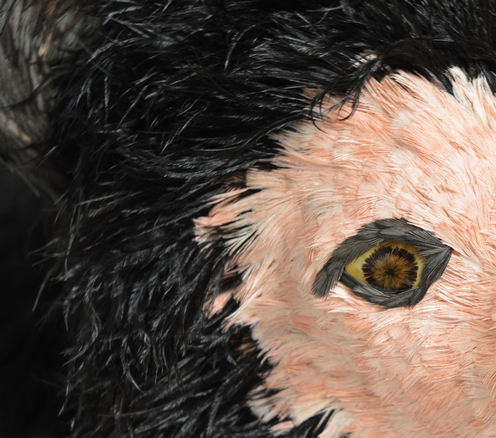 Unique pieces - Pathétique Trophée - Gustave the Bear - JULIEN VERMEULEN - ARTISTE PLUMASSIER