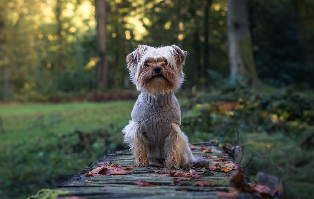 Accessoires animaux - Brunello - LORD LOU