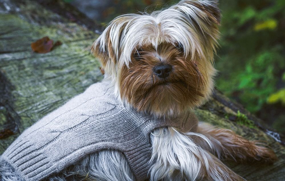Accessoires animaux - Brunello - LORD LOU