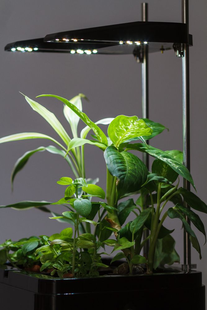 Objets déco enfant - OZARIUM LED - CITIZENFARM