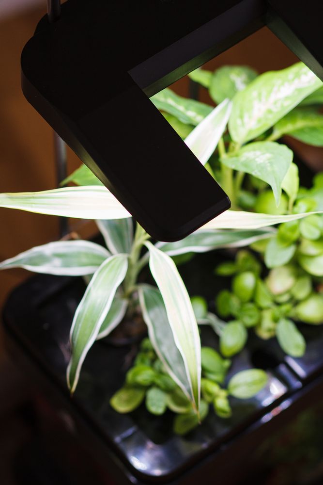 Objets déco enfant - OZARIUM LED - CITIZENFARM