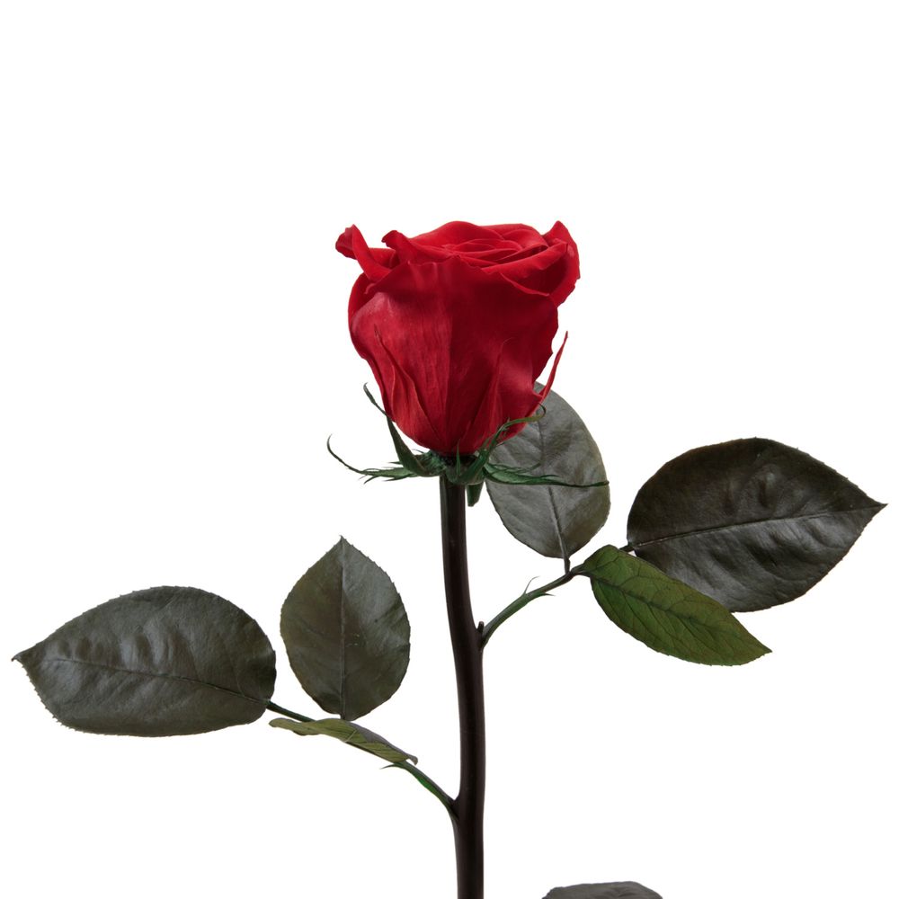 Tables for hotels - Preserved long living flowers - ROSEMARIE SCHULZ