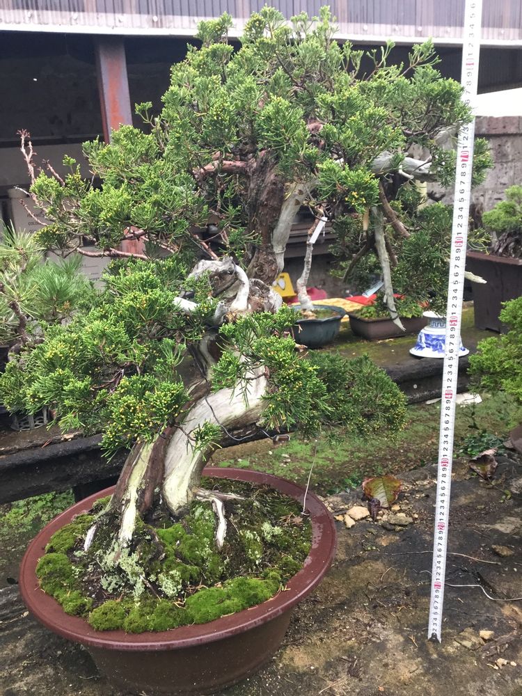 Artistic hardware - Bonsai Art - JAPAN HORT