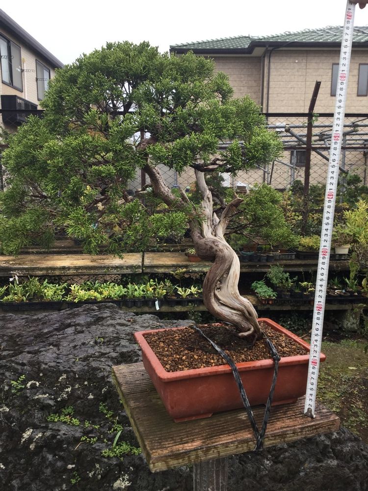 Artistic hardware - Bonsai Art - JAPAN HORT