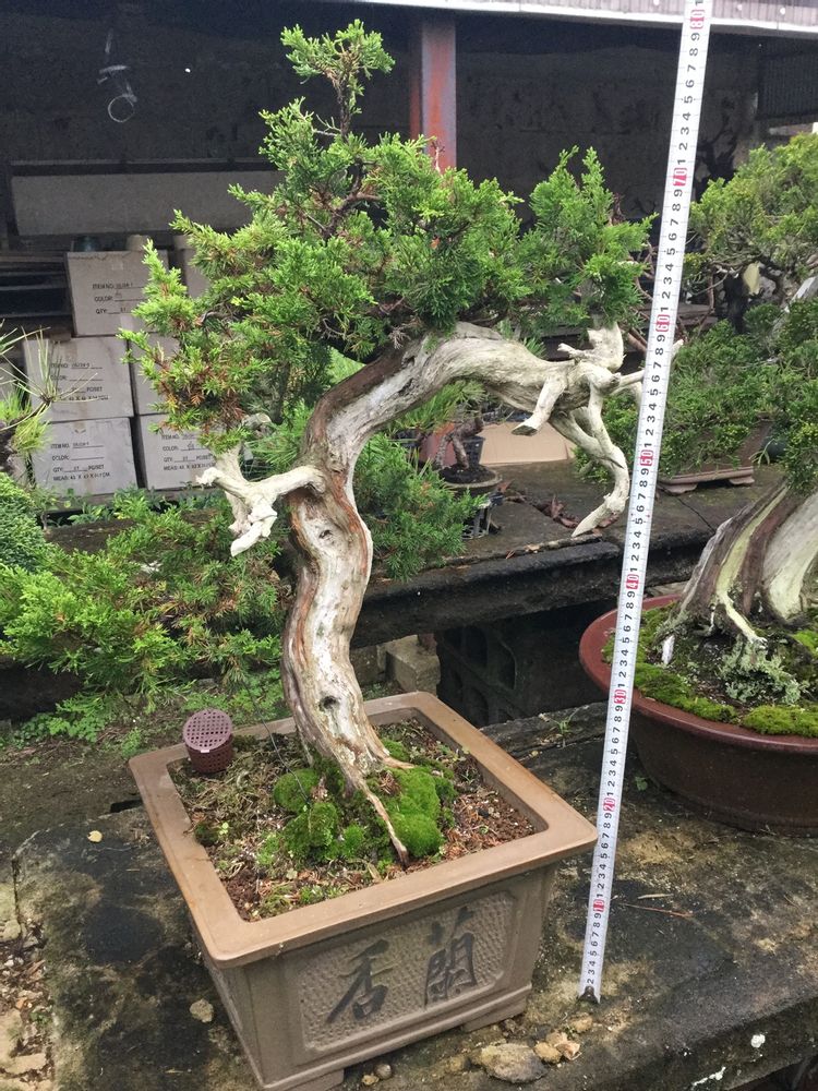Artistic hardware - Bonsai Art - JAPAN HORT