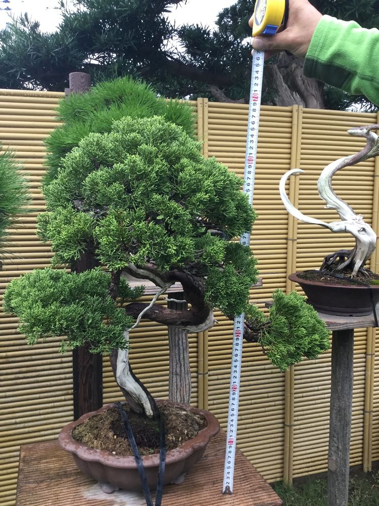 Artistic hardware - Bonsai Art - JAPAN HORT