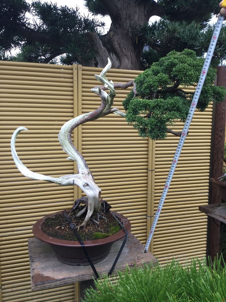 Artistic hardware - Bonsai Art - JAPAN HORT