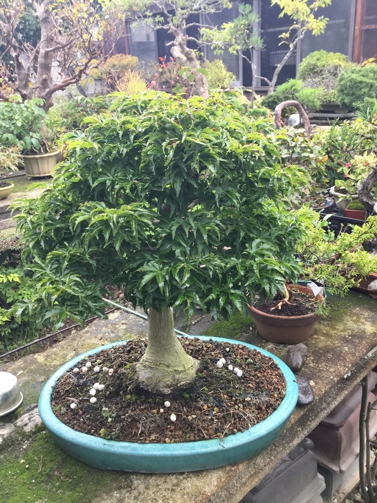 Artistic hardware - Bonsai Art - JAPAN HORT