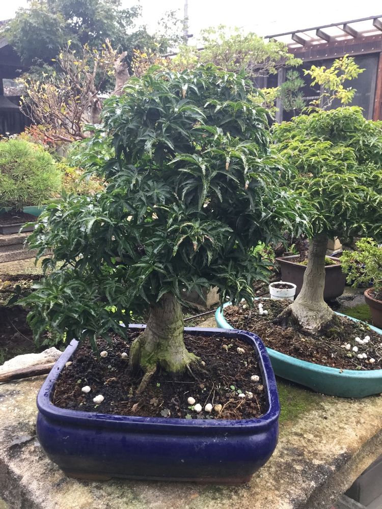 Artistic hardware - Bonsai Art - JAPAN HORT