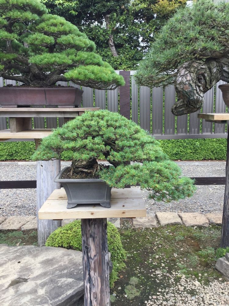 Artistic hardware - Bonsai Art - JAPAN HORT