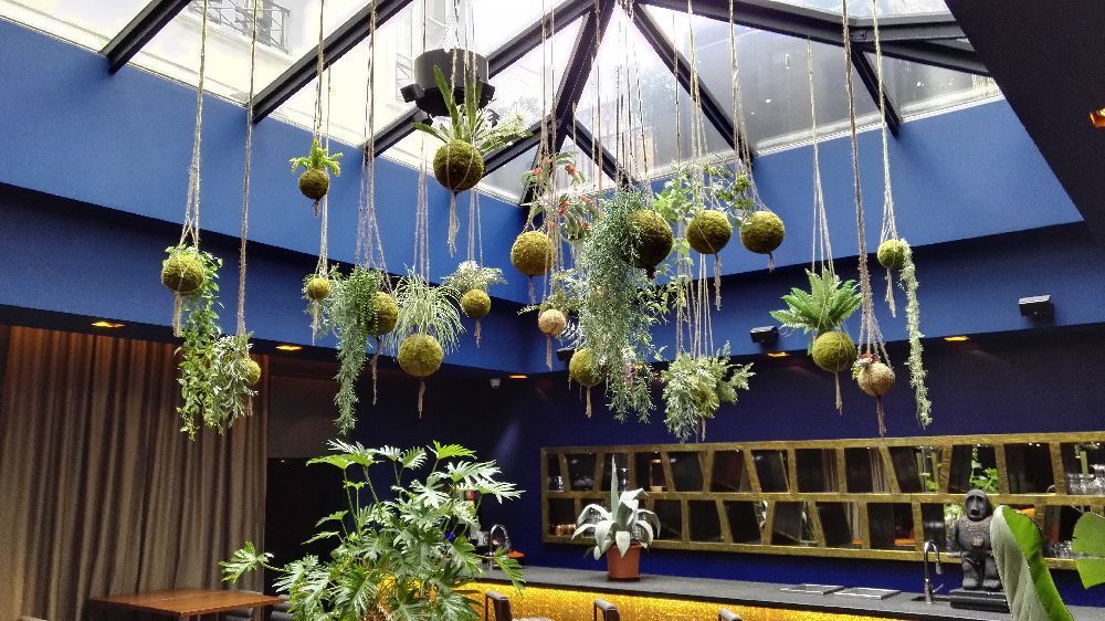 Floral decoration - Majikku Plant - AQUAPHYTE