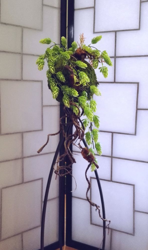 Floral decoration - Majikku Plant - AQUAPHYTE